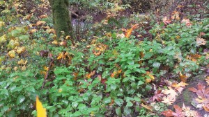 A photo of Leaves and Bushes