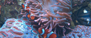 Clownfish