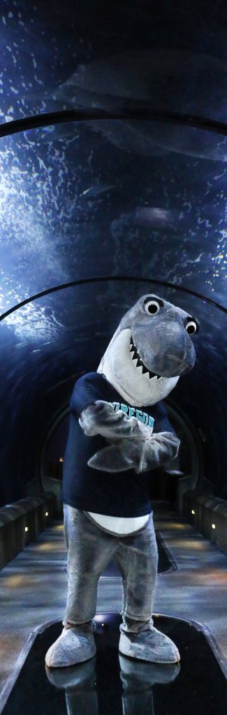 Waverly in a Tunnel