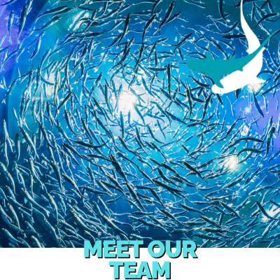 Meet Our Team