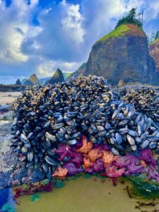 Sea Stars on rocks