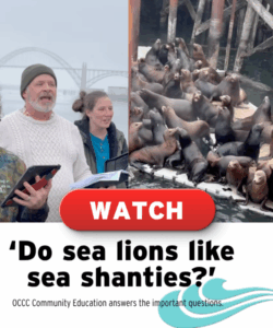 Sea Shanties